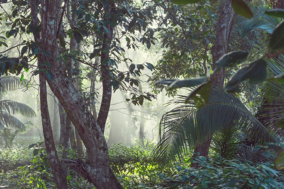Jungle in costa rica